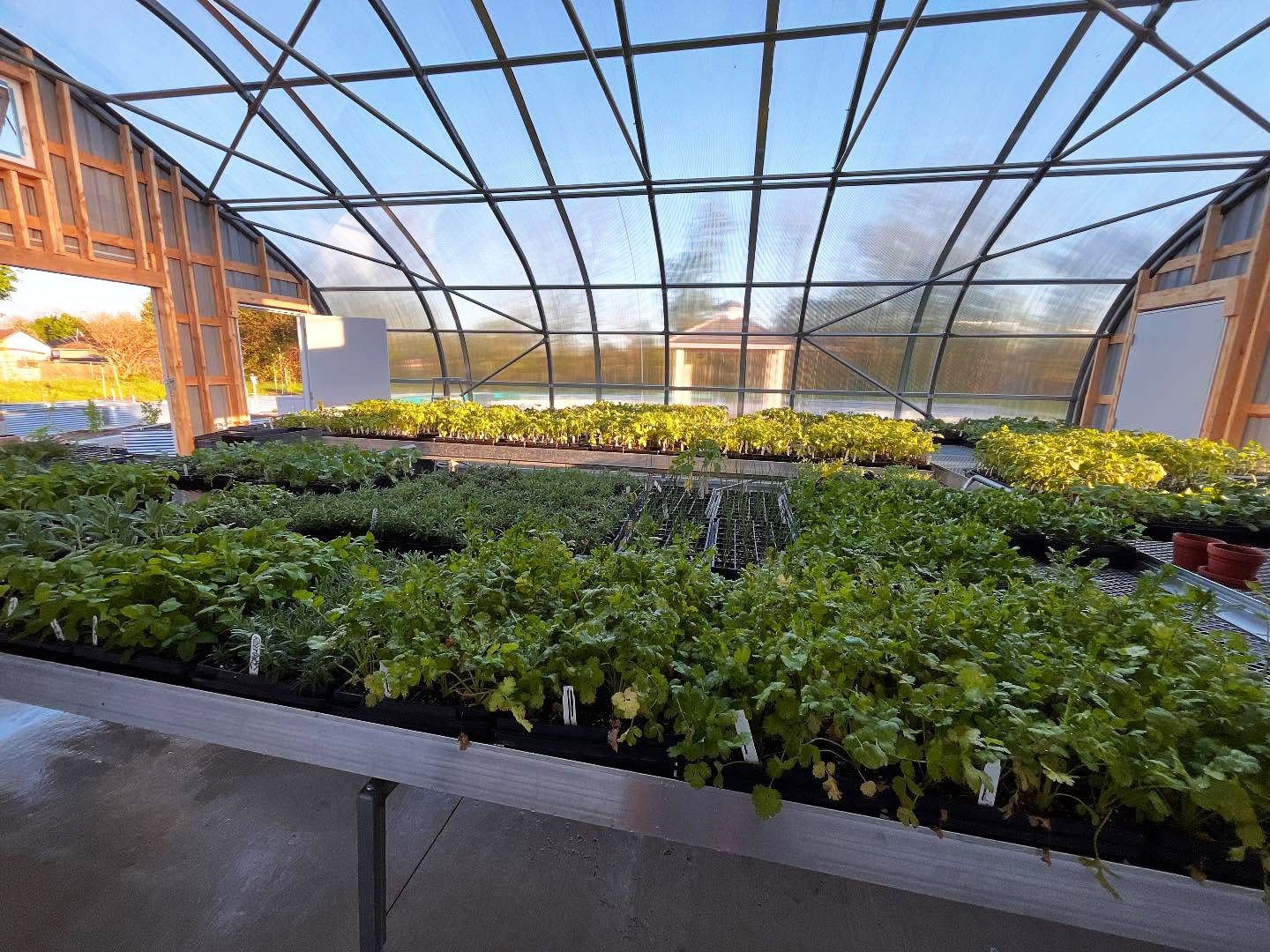 Garden beds in a greenhouse