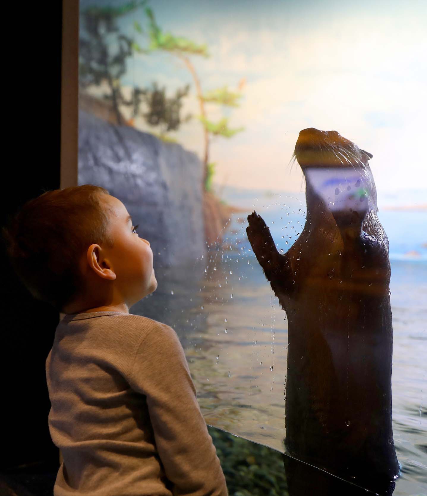 A child looks up at an otter swimming in an aquarium. 