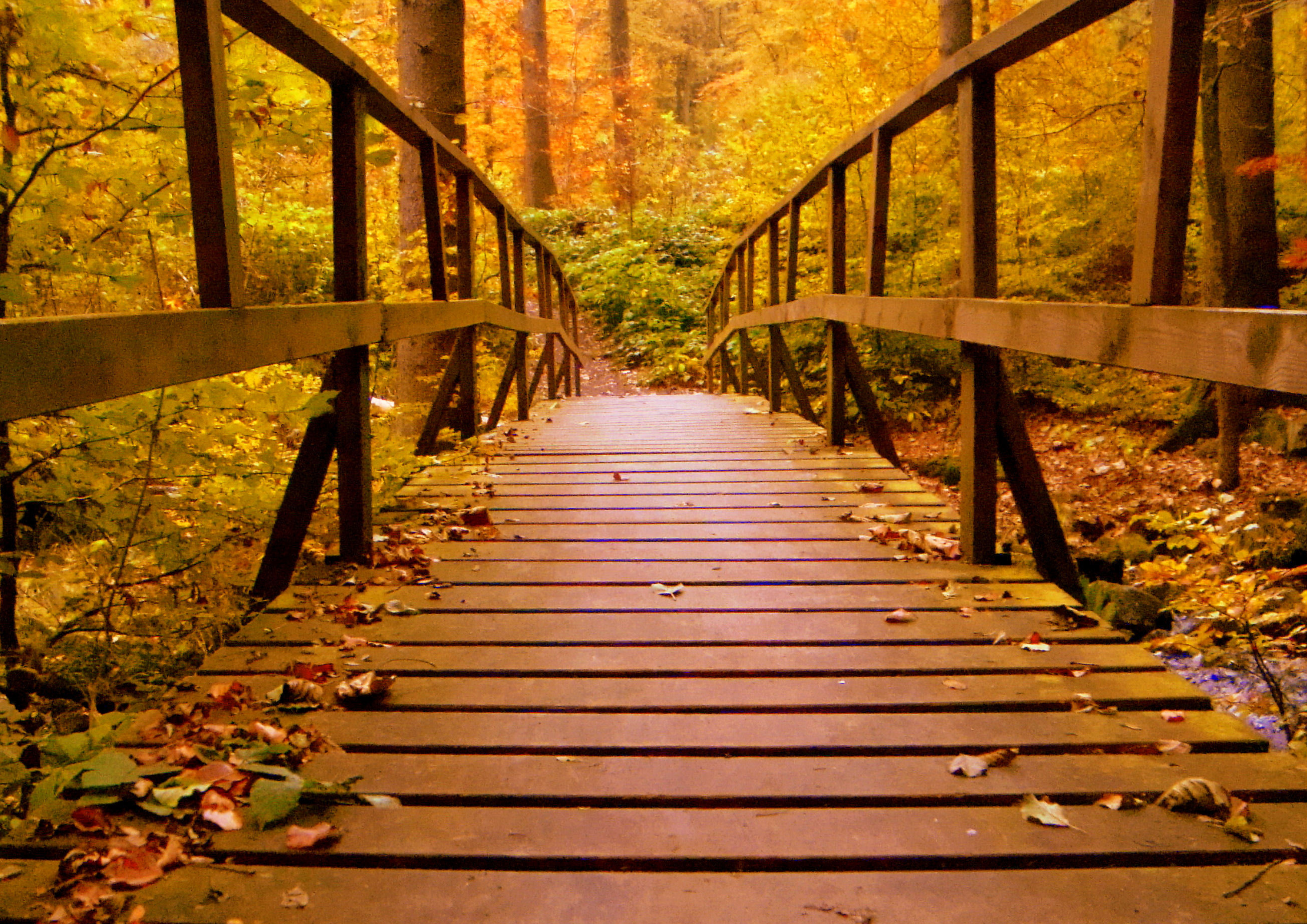 A bridge in the fall.