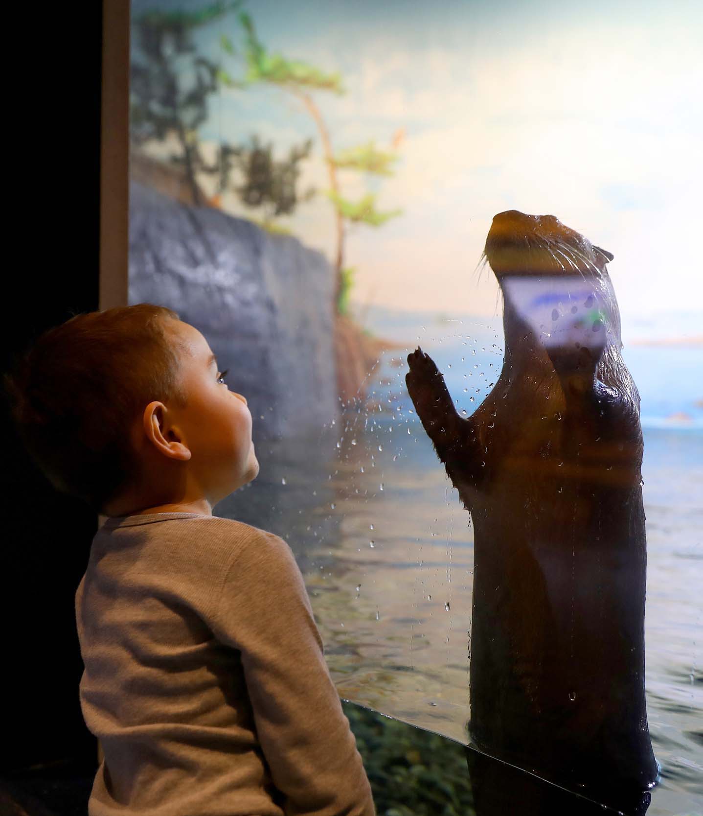 A child looks up at an otter swimming in an aquarium.