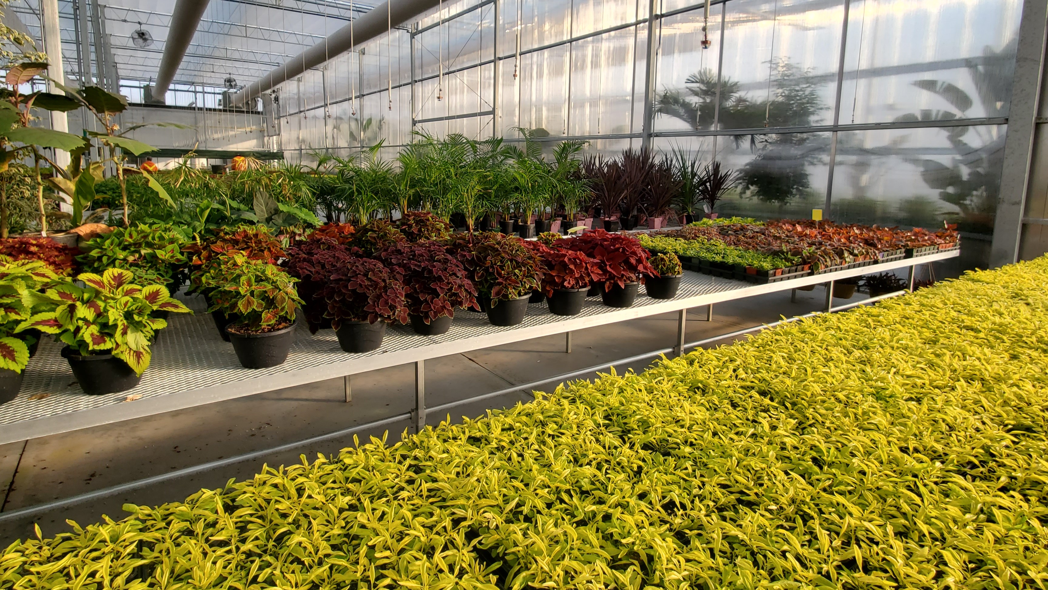 Image of a greenhouse filled with beautiful flowers. 