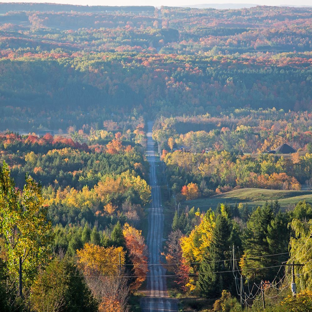 Overhead view of a road through a forest