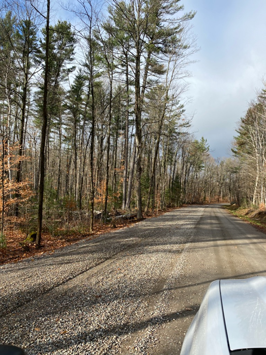 A dirt road surrounded by trees