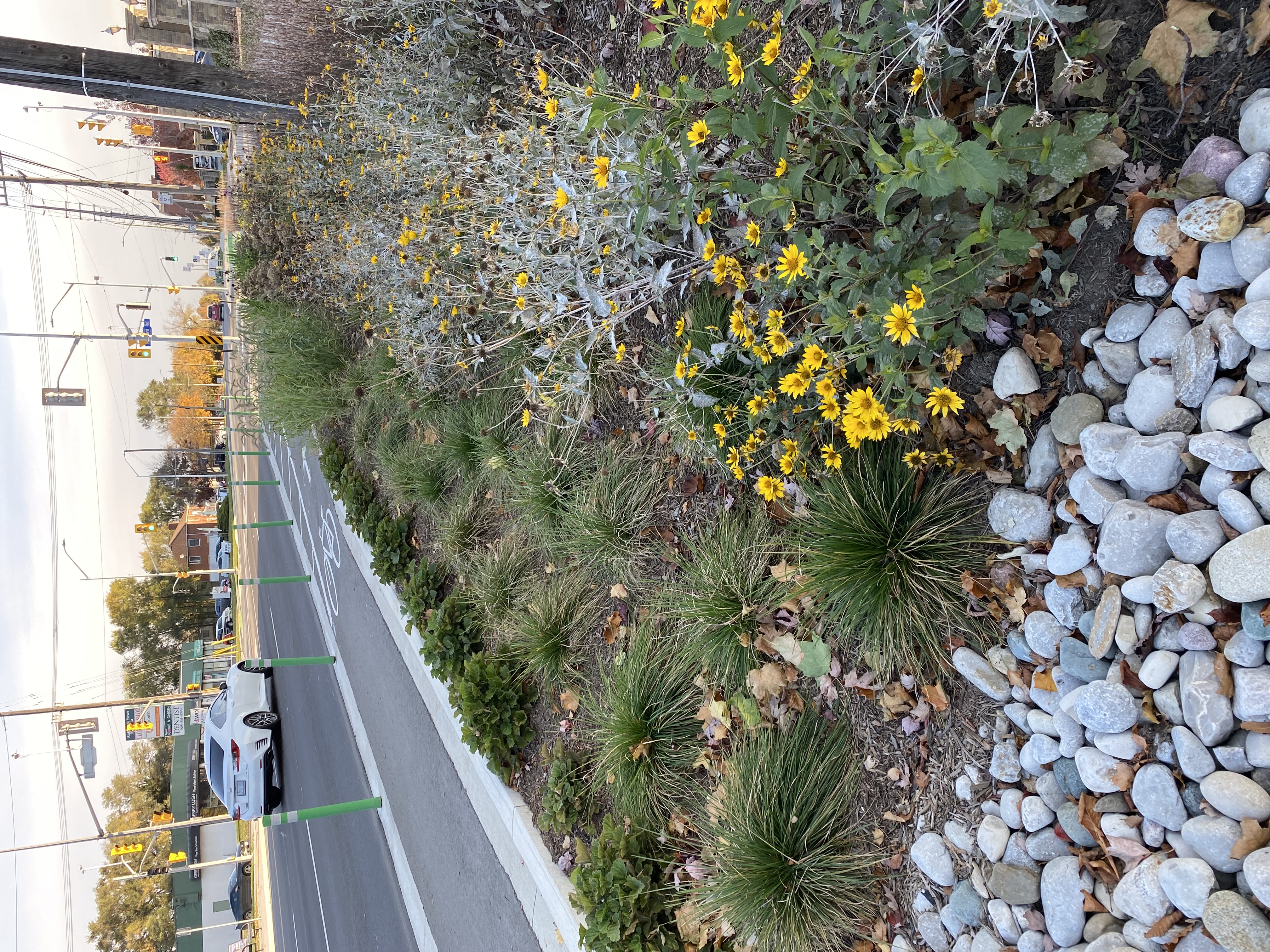 A new rainwater garden is helping Burlington be more climate-conscious. 