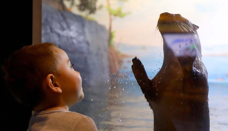 A young child looking at an otter up against aquarium glass