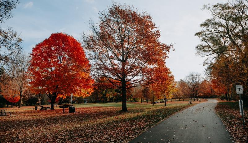 A paved path through a park in autumn