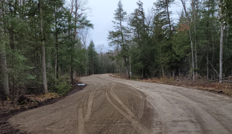 Dirt road surrounded by trees